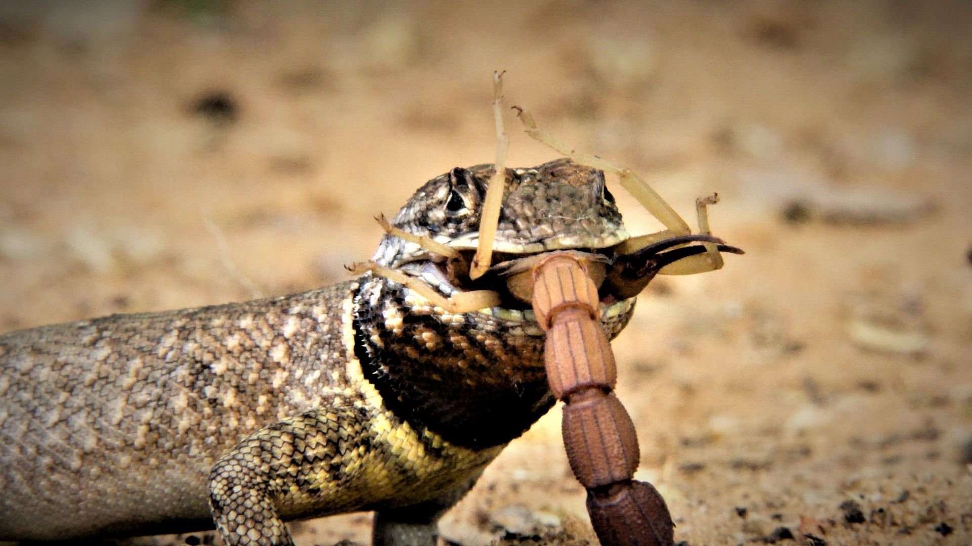 Tierische Kämpfe Background