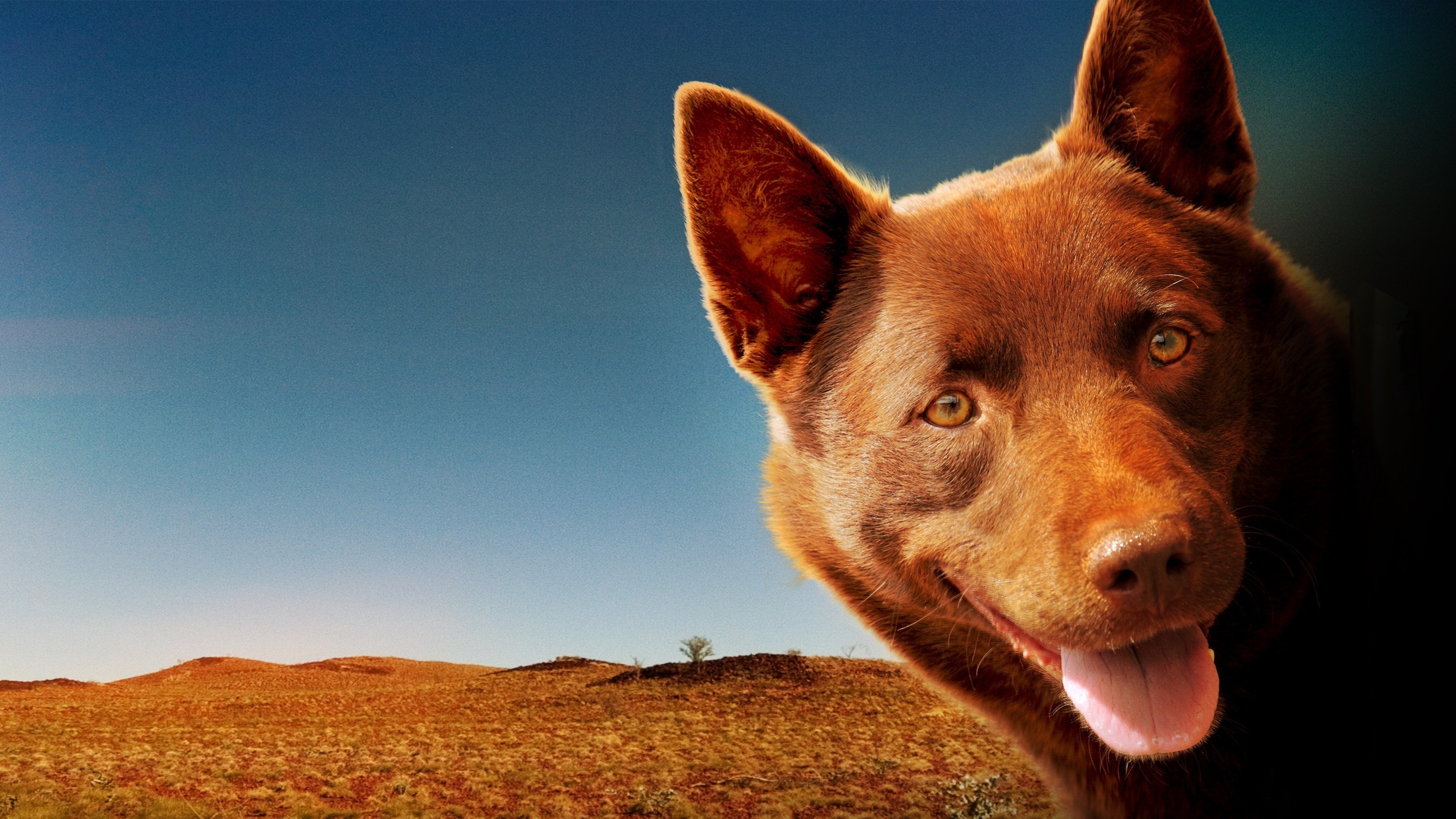 Red Dog Background
