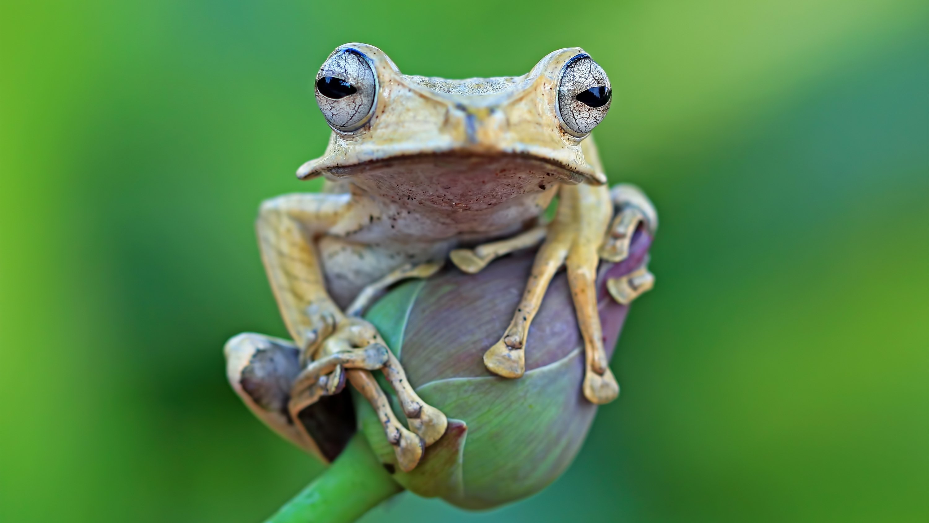 Mysterious Planet Background