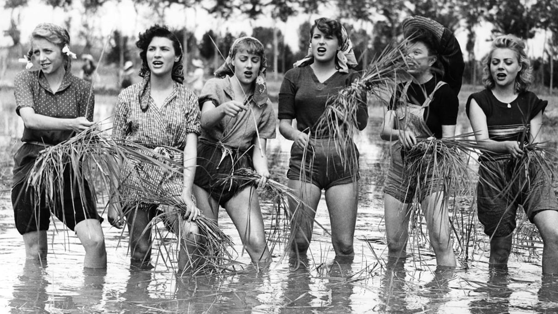 Bitter Rice Background