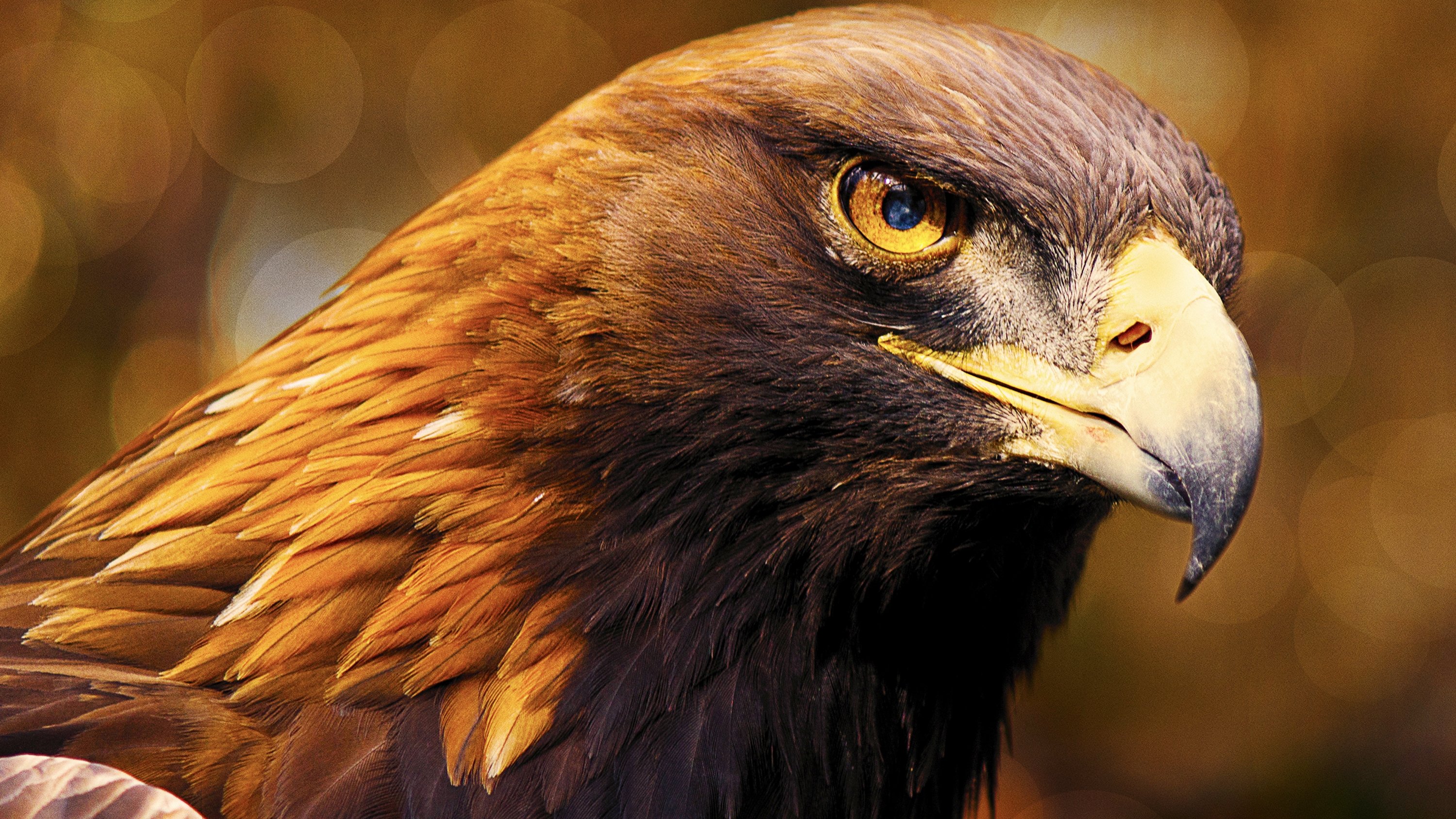 Iberia's Woodlands: Life on the Edge Background