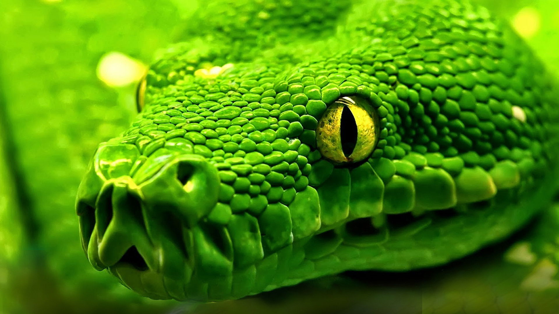 Snakes - Vorsicht: Schlangen Background