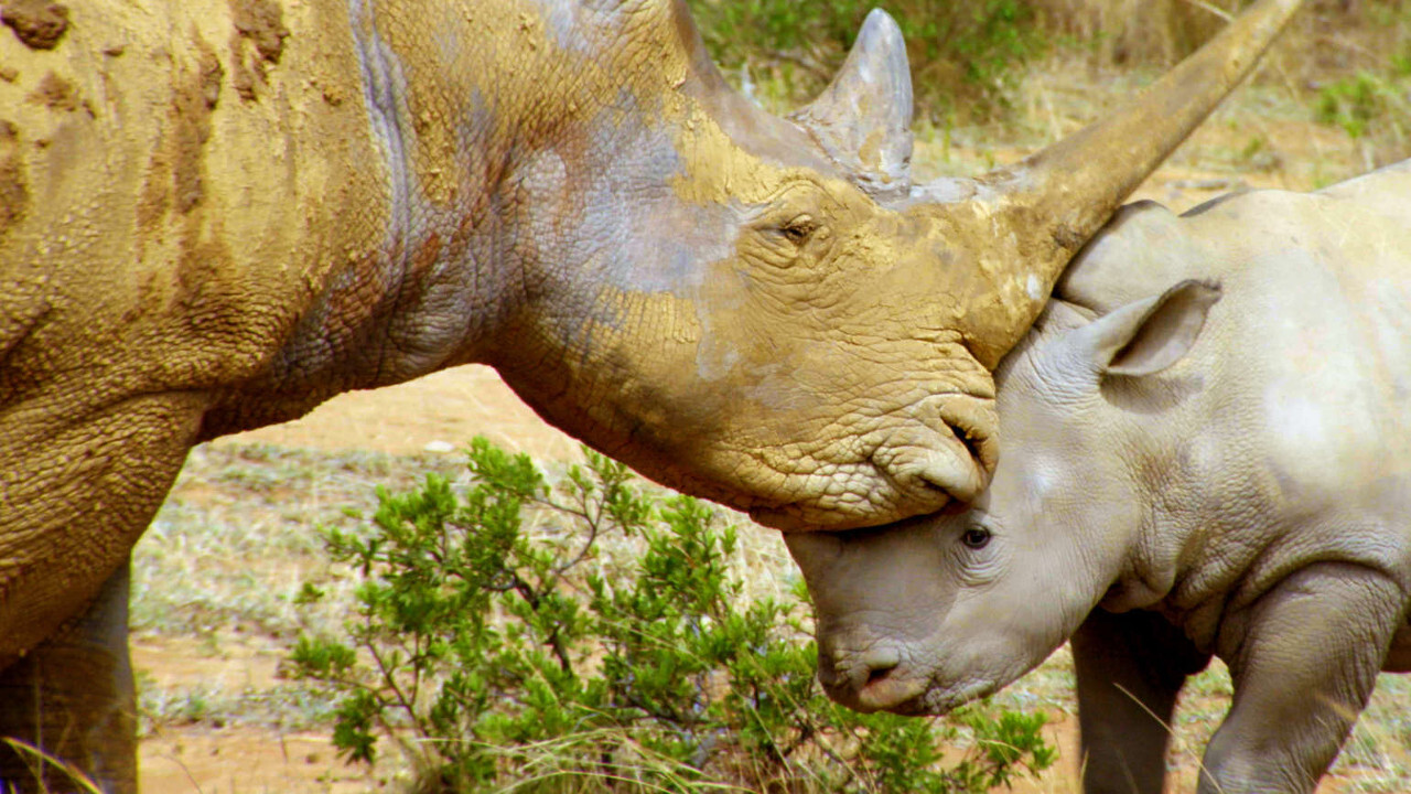 野性标志 Background