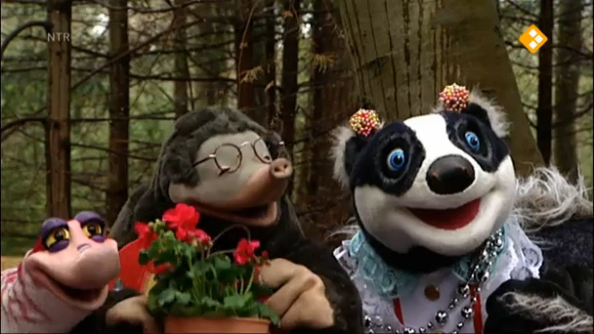 Koekeloere Background