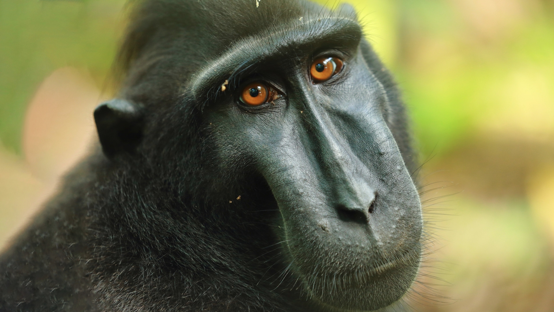 Islands in Time: A Wildlife Odyssey Background