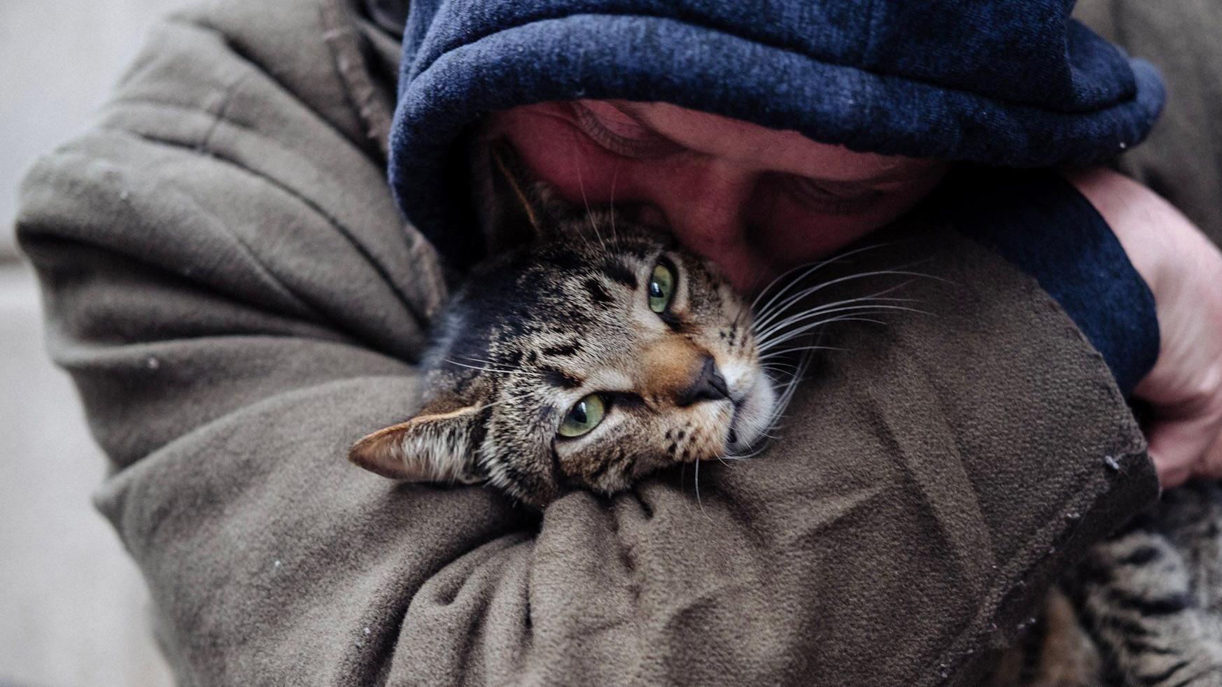 Cat Daddies Background