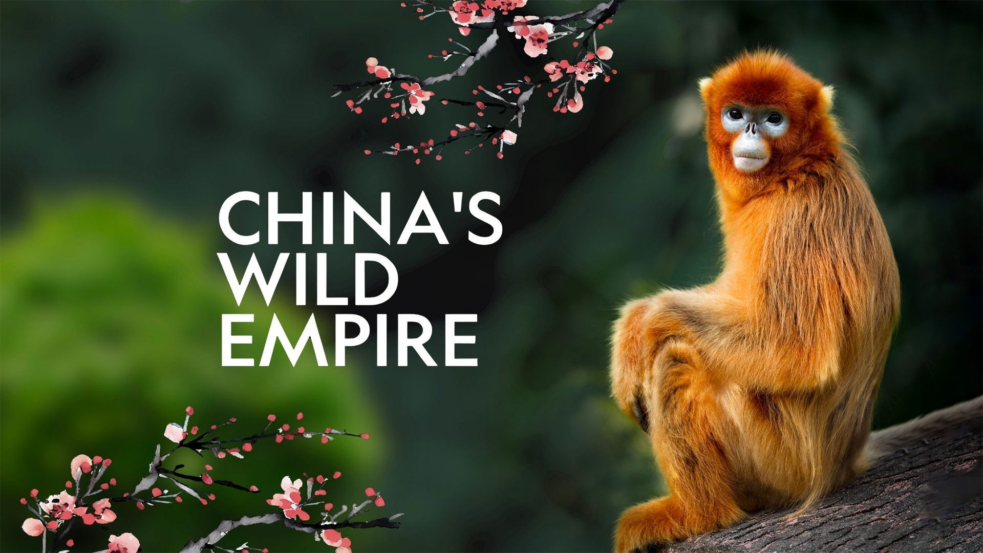 China's Wild Empire Background