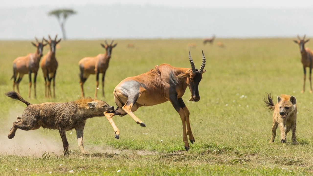 The Hyena Clan Background